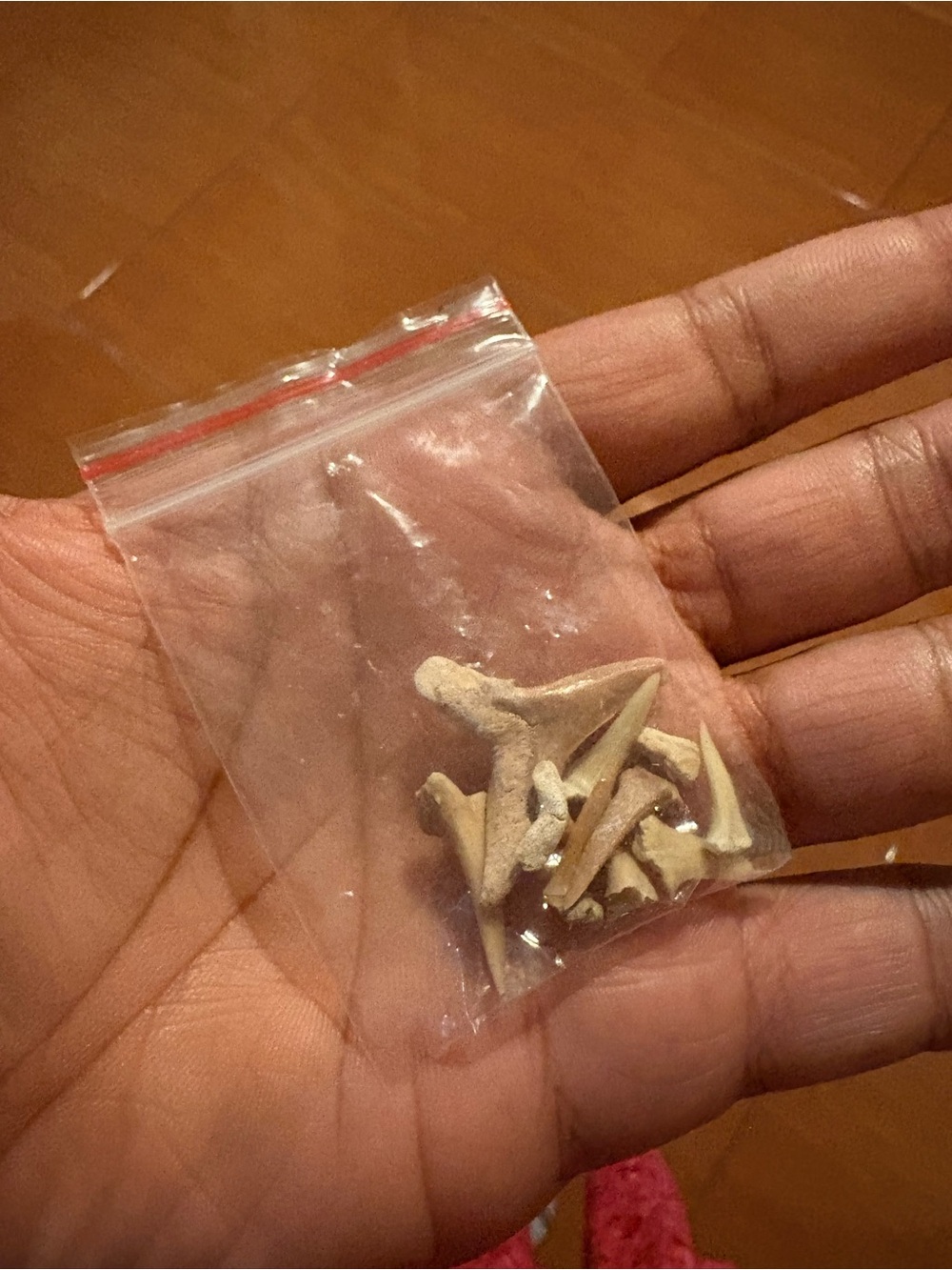 Shark Teeth - Picture 2 of 4